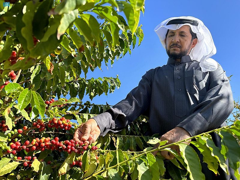مزارع البن في نجران .. تجارب زراعية ناجحة تبدأ في إنتاج الثمار