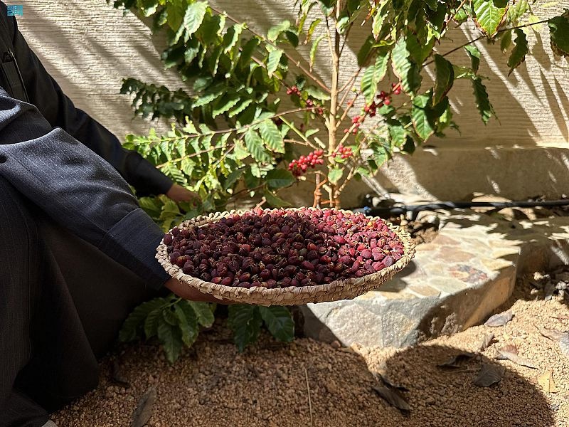 مزارع البن في نجران .. تجارب زراعية ناجحة تبدأ في إنتاج الثمار