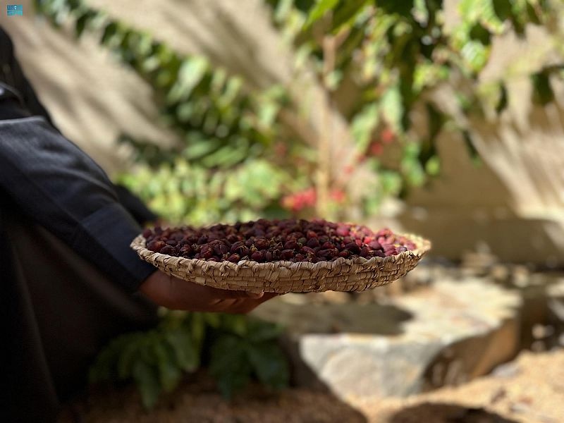 مزارع البن في نجران .. تجارب زراعية ناجحة تبدأ في إنتاج الثمار