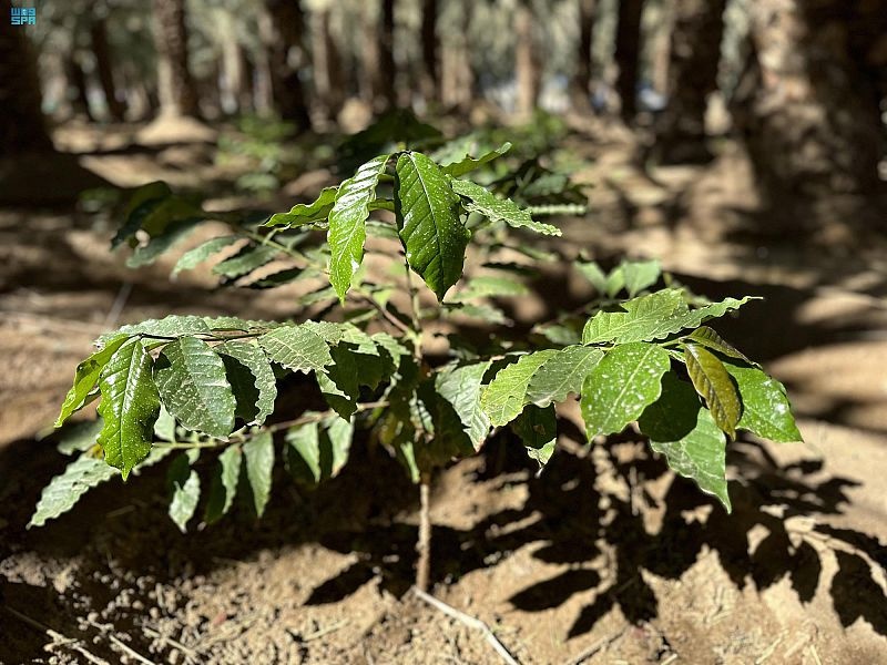 مزارع البن في نجران .. تجارب زراعية ناجحة تبدأ في إنتاج الثمار
