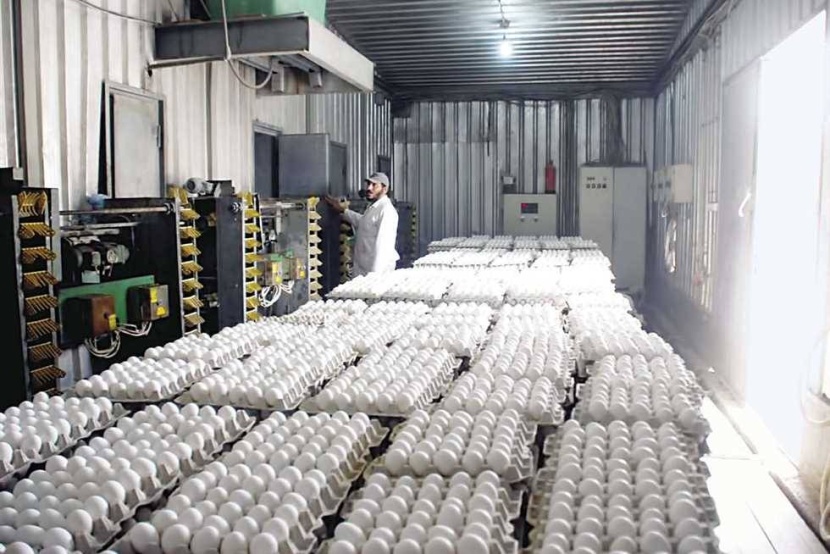 800 مشروع لمزارع الدواجن في المملكة تخضع لآلية مراقبة الأمن الوقائي