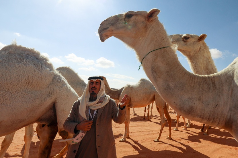 "حداء الإبل" .. موروث سعودي أدرج على لائحة اليونسكو للتراث الثقافي