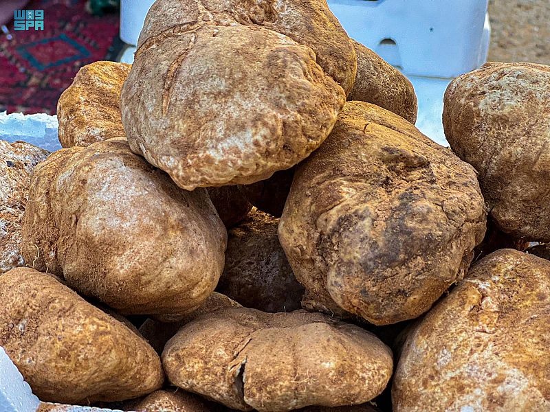 البحث عن الفقع .. رحلة تستهوي عشاق الصحراء في شمال السعودية