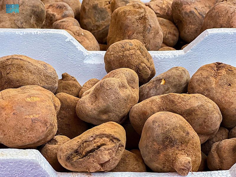 البحث عن الفقع .. رحلة تستهوي عشاق الصحراء في شمال السعودية