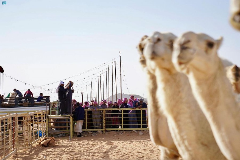 28 مليون مبيعات مزاد الإبل بالجوف
