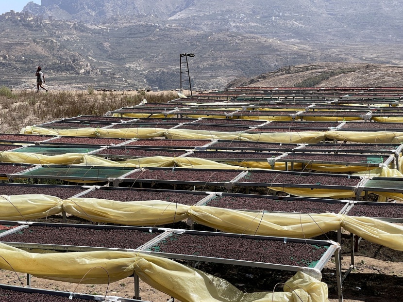 مزارعو اليمن يقتلعون القات ويعودون لزراعة البن