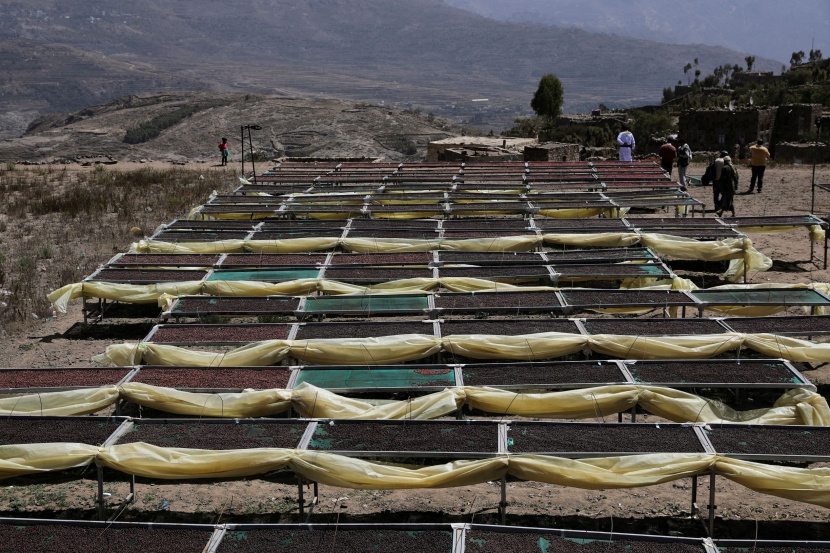مزارعو اليمن يقتلعون القات ويعودون لزراعة البن