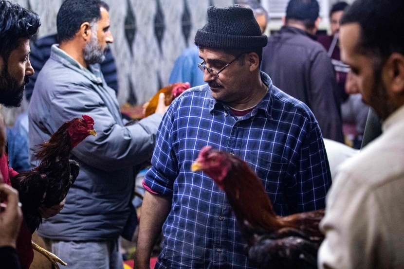 مصارعة الديوك .. هواية تمارس في العراق منذ عقود