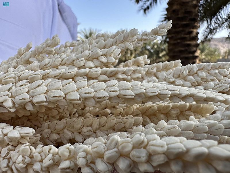 تلقيح النخيل في نجران .. قيمة غذائية وموروث أصيل