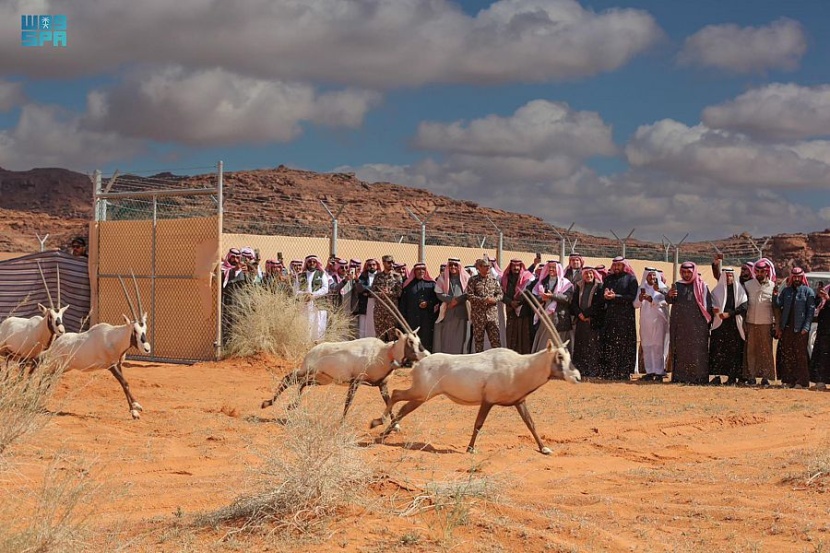 إطلاق 65 من المها وغزال الريم في محمية الملك سلمان بن عبدالعزيز الملكية