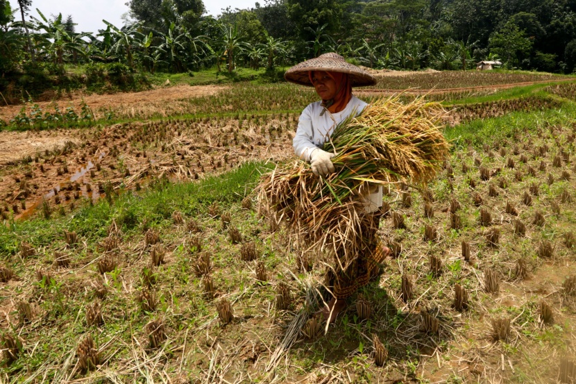 بعد استنفاد المخزون .. إندونيسيا  تخطط لاستيراد 500 ألف طن أرز