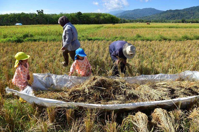حصاد الأرز في تايلاند