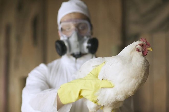 الصين تسجل أول وفاة بشرية بإنفلونزا الطيور "إتش3 إن8"