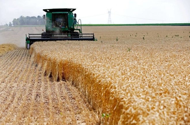 سلوفاكيا تحظر واردات القمح الأوكراني بسبب المبيدات الحشرية