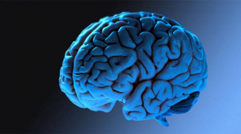 دراسة جديدة تشرح طريقة تخزين المخ للذكريات