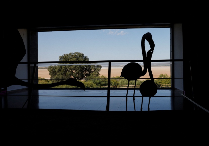 أسراب طيور الفلامنجو تهجر بحيرة إسبانية مع استمرار الجفاف