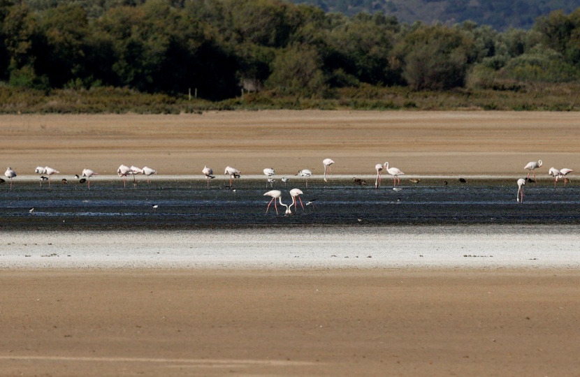 أسراب طيور الفلامنجو تهجر بحيرة إسبانية مع استمرار الجفاف