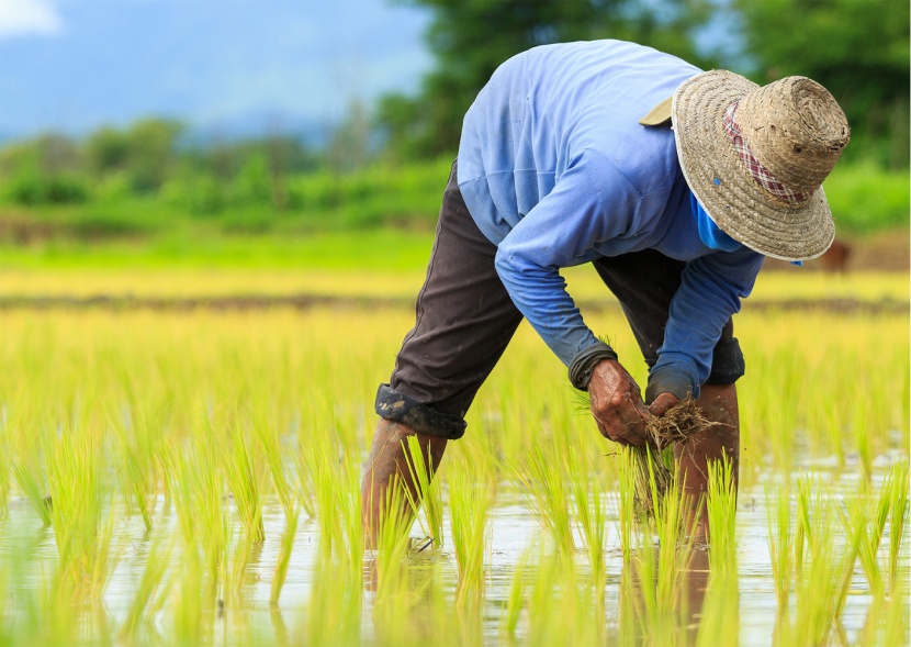 تهديد جديد للإمدادات العالمية .. تايلاند تدفع المزارعين إلى تقليص زراعة الأرز