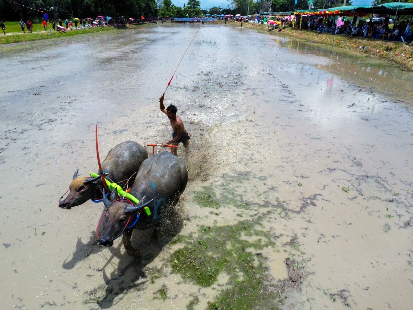 انطلاق موسم زراعة الأرز في تايلاند بسباق "جواميس الماء"