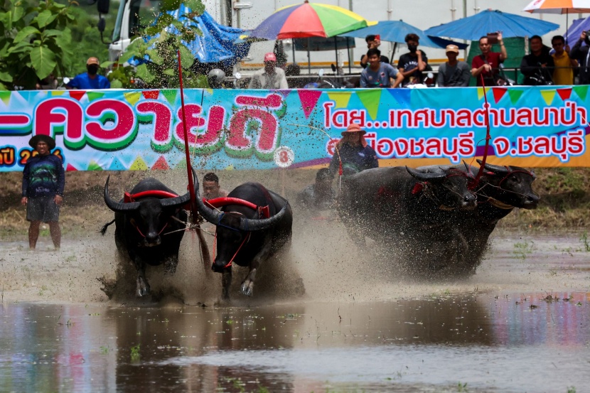 انطلاق موسم زراعة الأرز في تايلاند بسباق "جواميس الماء"