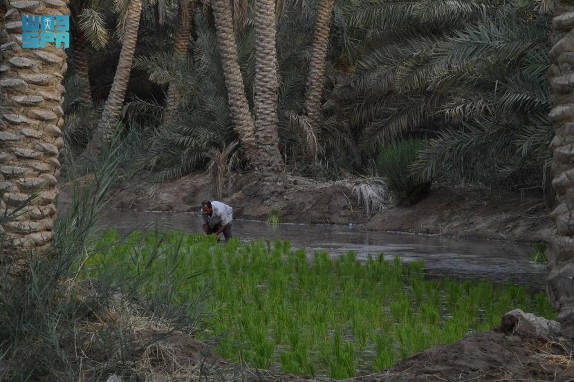 في الأحساء .. موسم زراعة الأرز ينطلق
