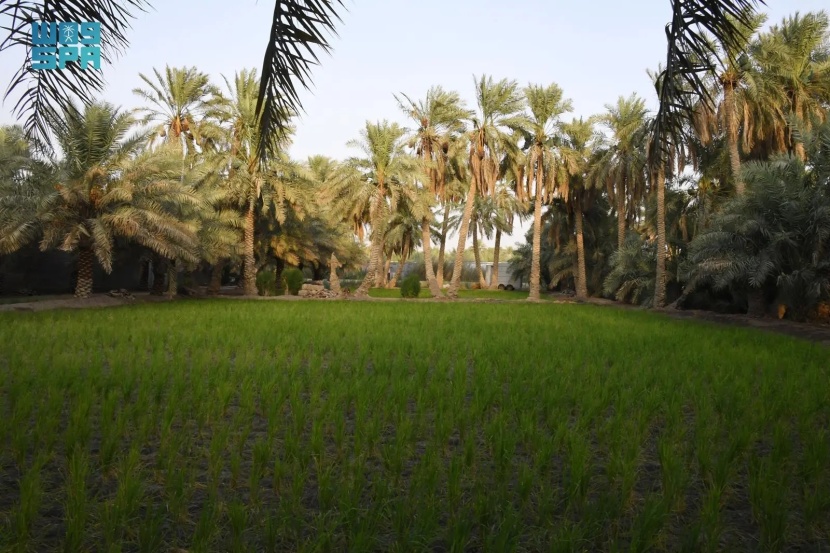 في الأحساء .. موسم زراعة الأرز ينطلق