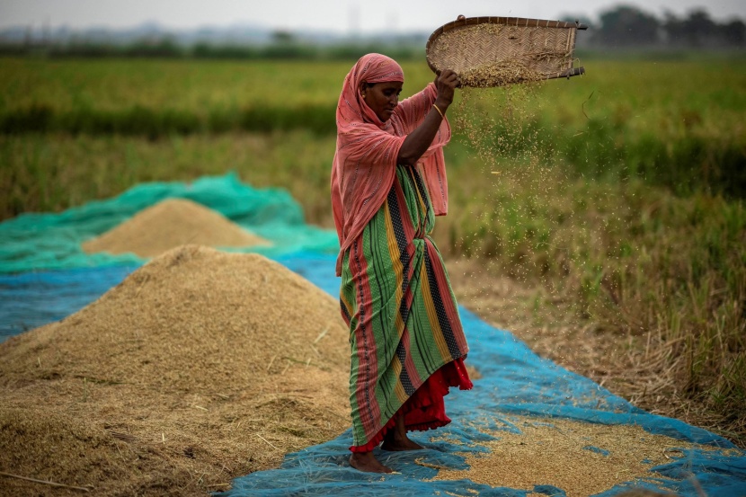 أسعار الأرز في آسيا تسجل أعلى مستوياتها منذ 2008 ..  648 دولارا للطن