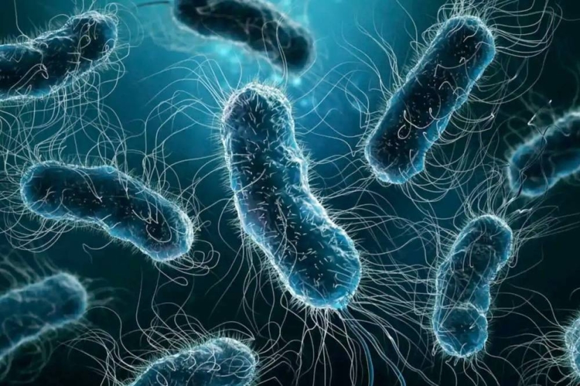 بولندا .. وفاة 19شخصا بعد الإصابة ببكتيريا «الفيلقية»