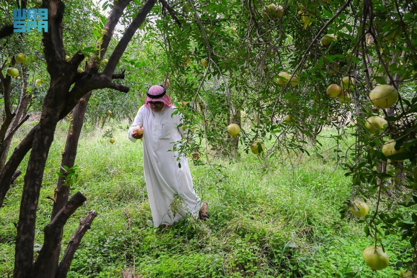 الرمان .. فاكهة واعدة في علاج الأمراض