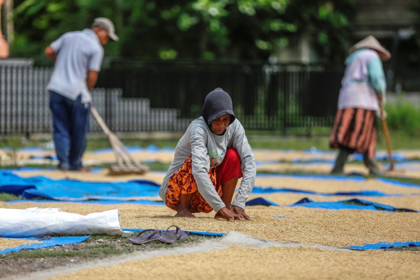 خطة إندونيسية لزيادة واردات الأرز إلى 1.5 مليون طن 