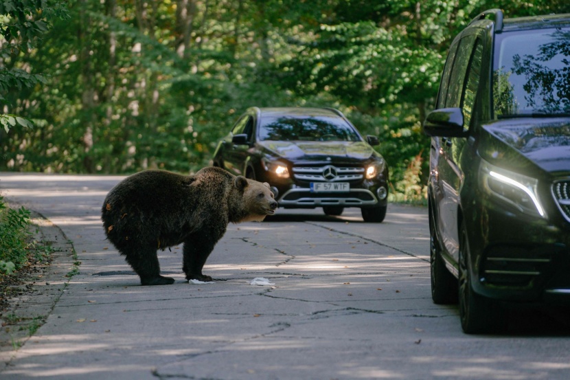 التعايش مع الدببة يثير انقساما في رومانيا