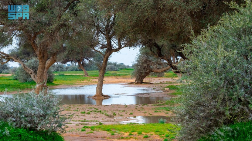 محمية الإمام تركي بن عبدالله تعزز تحسين جودة الهواء في السعودية من خلال اتساع الغطاء النباتي 6.7%؜