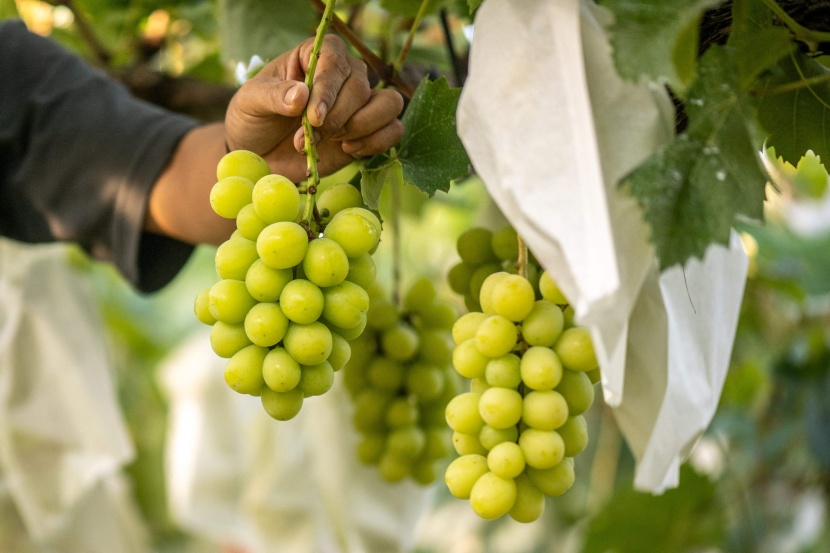 اليابان تواجه صعوبة في حماية عنبها من النسخ الصينية الرخيصة 