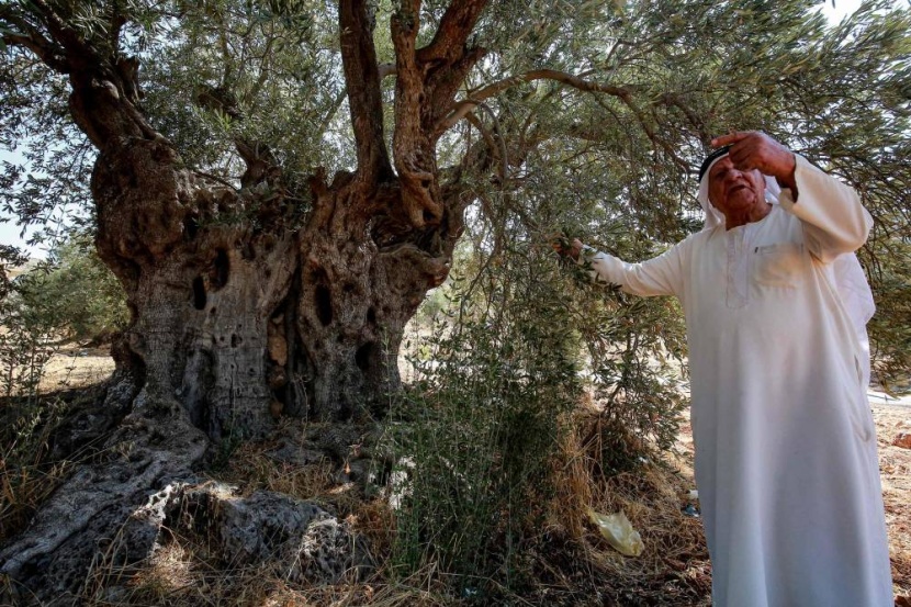 أشجار الزيتون المعمرة في الأردن تواجه خطر الاندثار .. محط أنظار الفنادق والشركات