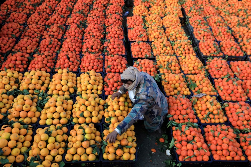 اليمن .. موسم اليوسفي والبرتقال