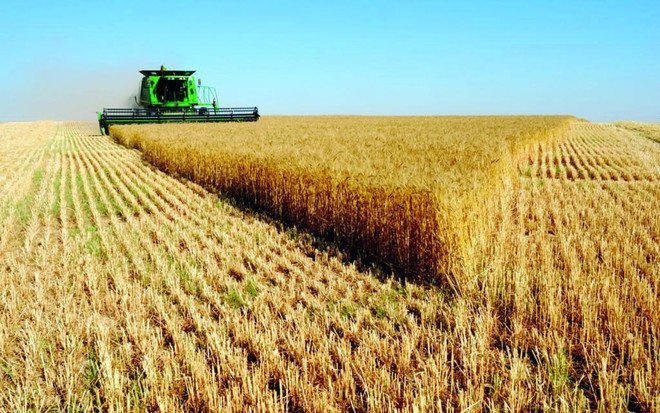"الأمن الغذائي" : ترسية آخر دفعات 2023 من القمح المستورد .. 1.35 مليون طن