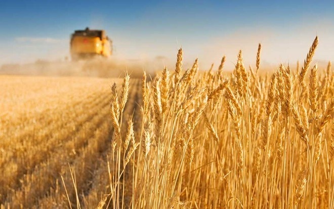 انتهاء موسم شراء القمح المحلي .. توريد 1.18 مليون طن بملياري ريال