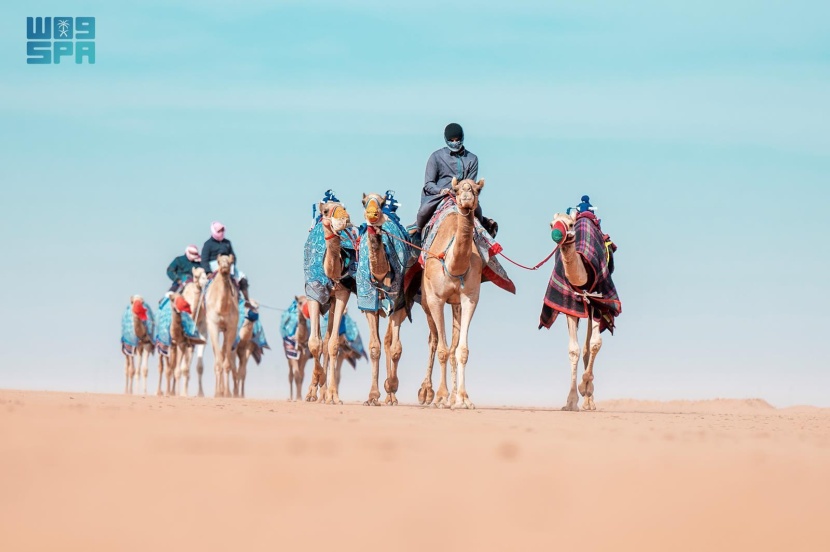  الإبل.. سفائن العرب ومهور نسائهم