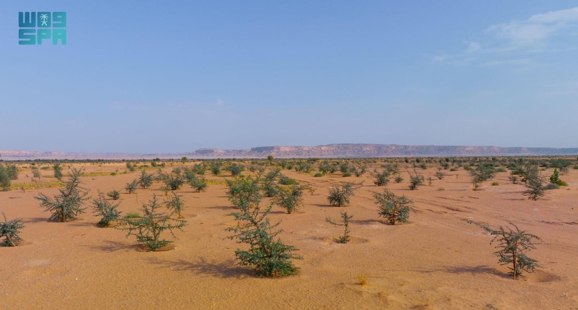 اكتمال زراعة مليون شجرة برية في روضة الخفس بمحمية الملك عبدالعزيز الملكية