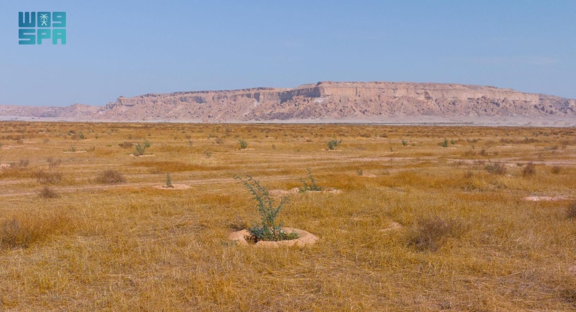 اكتمال زراعة مليون شجرة برية في روضة الخفس بمحمية الملك عبدالعزيز الملكية