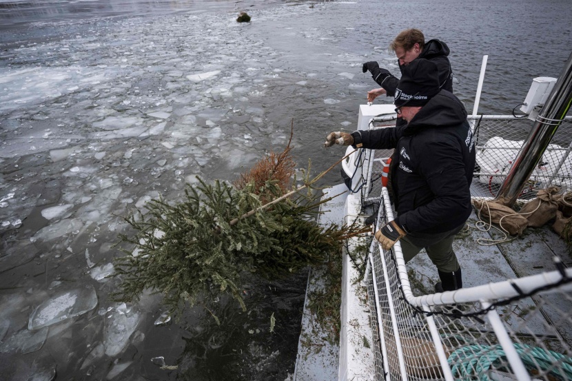 بعد تزيينها داخل المنازل .. أشجار الميلاد هدية للأسماك في السويد