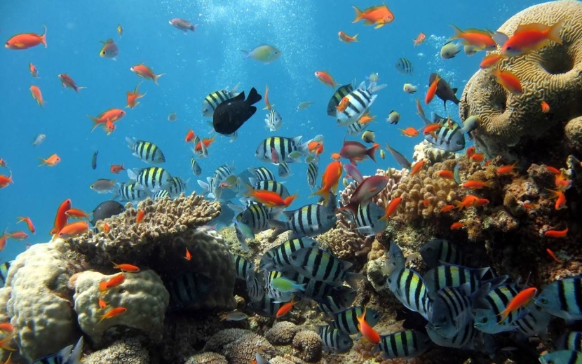 انقراض الأسماك يهدد المحيطات