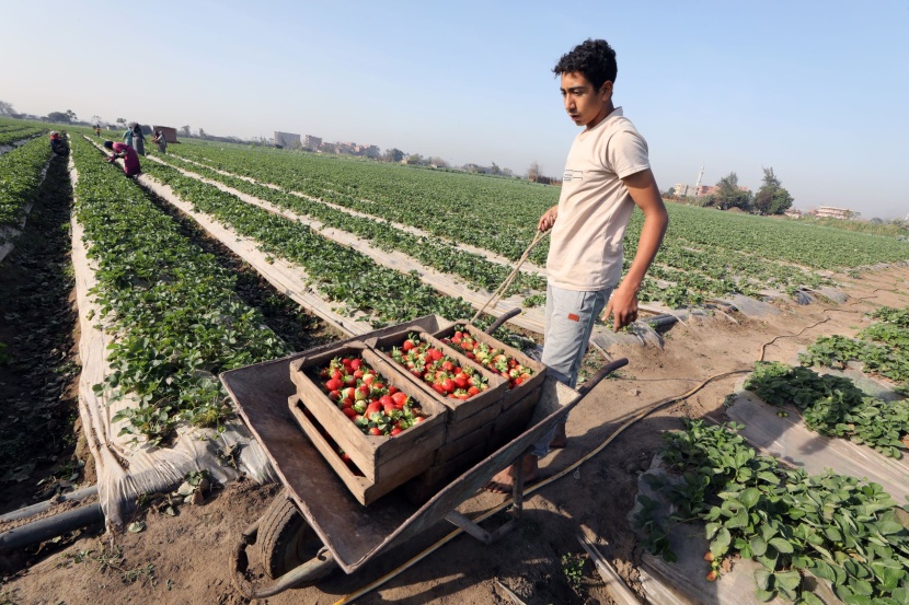 انطلاق موسم حصاد الفراولة في مصر