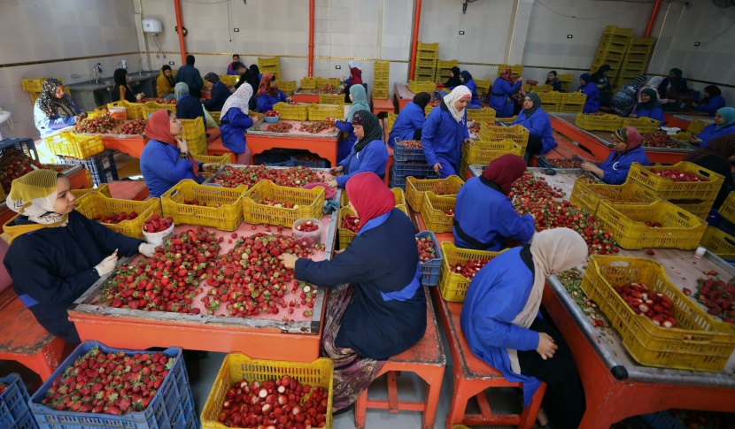 انطلاق موسم حصاد الفراولة في مصر