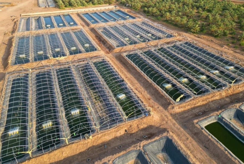 طرح 18 فرصة للاستزراع السمكي في البحر الأحمر والخليج العربي على 13 مستثمرا أجنبيا