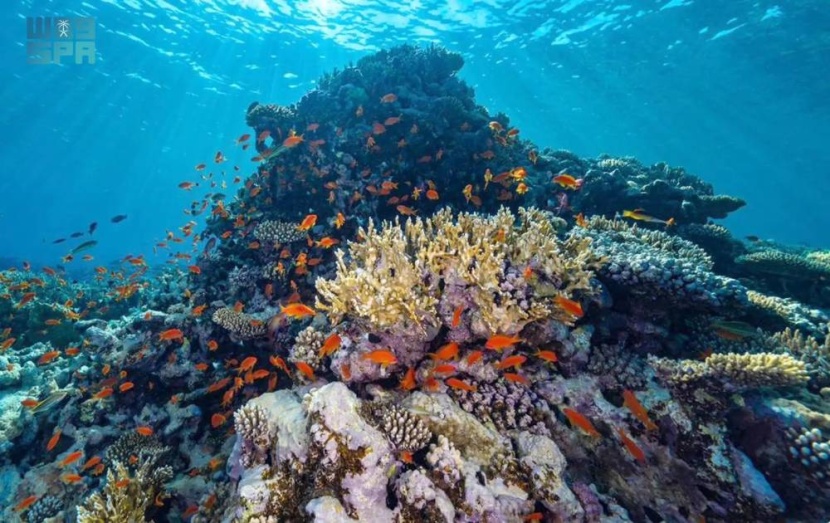 "كاوست" و "نيوم" تكشفان عن أكبر مشروع لإحياء الشعاب المرجانية في العالم
