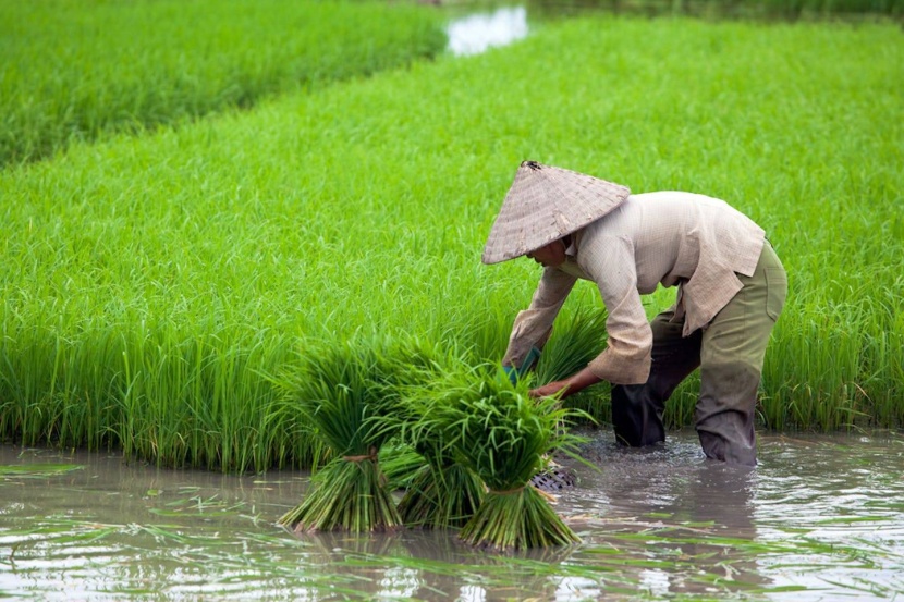 الأمطار الغزيرة تهدد محاصيل أكبر منتج ومستهلك للأرز في العالم