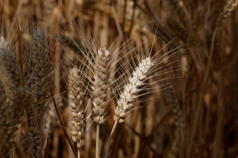 لأول مرة .. الصين تقر القمح المعدل وراثيا لزيادة المحاصيل