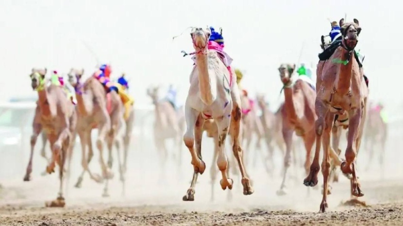 بجوائز 56 مليون ريال .. مهرجان ولي العهد للهجن ينطلق في الطائف غدًا