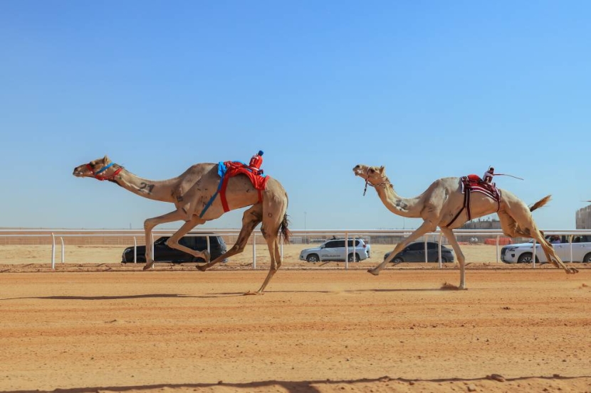 ربع مليار ريال القيمة السوقية للهجن المشاركة في الأشواط الختامية